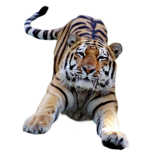Photo Tiger PNG PNG images