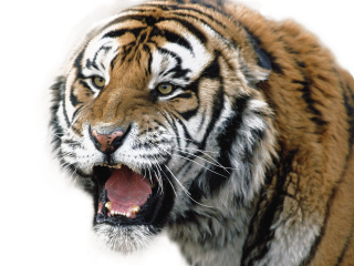 Download Tiger Picture PNG images