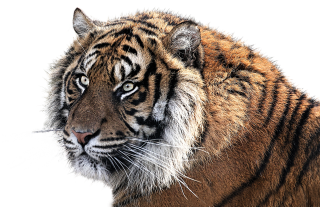 Clipart Collection Tiger Png PNG images