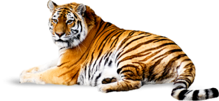 Download Free PNG Tiger PNG images