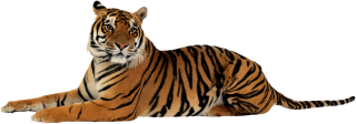 Browse And Download Tiger Png Pictures PNG images