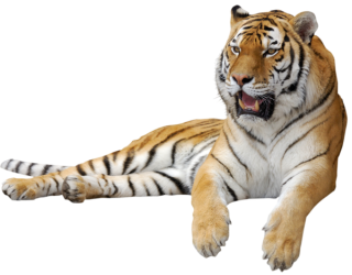 Pic Tiger PNG PNG images