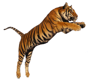 Collection Clipart Png Tiger PNG images