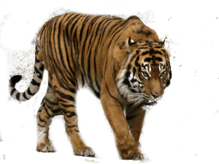 Tiger Png Images PNG images