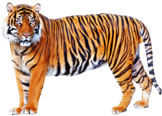 Tiger Png Images PNG images