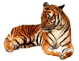 Free Download Tiger Png Images PNG images