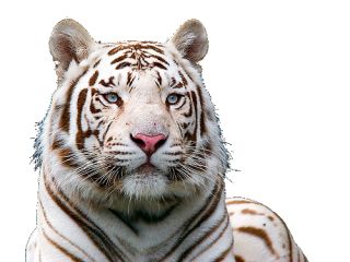 White Animal Tiger Png PNG images