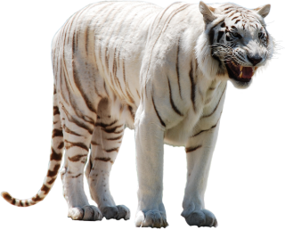 White Tiger Png Picture PNG images