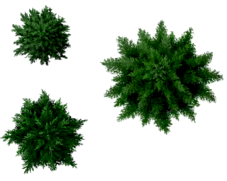 Conifers Tree Top PNG images