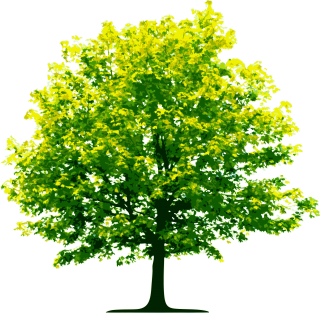 Fall Trees Plan Png PNG images