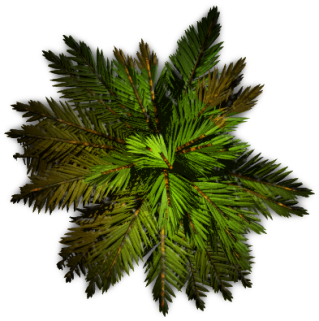 Palm Tree Top PNG images