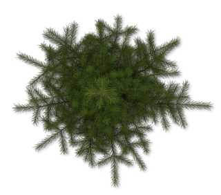 Pine Tree PNG images