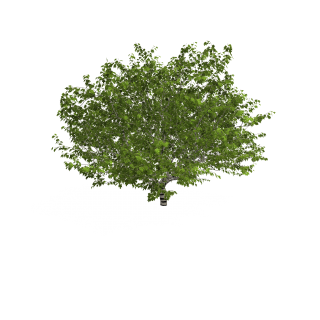 Plane Tree PNG images