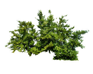 Png Bush Top Tree PNG images