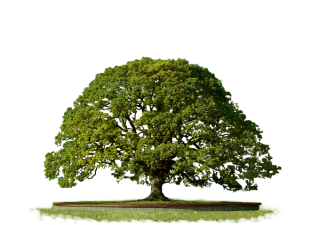 Clipart PNG Top Tree PNG images
