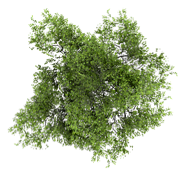 PNG Top Tree Download Free PNG images