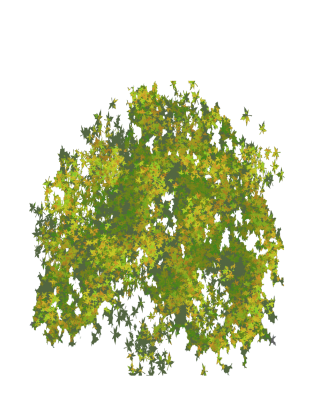Photo Top Tree PNG PNG images