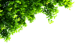 Top Tree Transparent Background PNG images