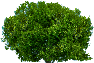 Tree Top View PNG images