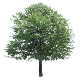 Free Download Of Tree Icon Clipart PNG images