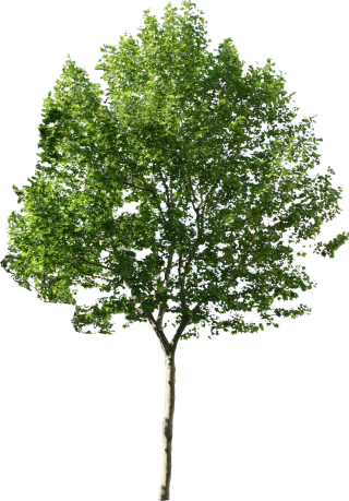 Tree Png Available In Different Size PNG images