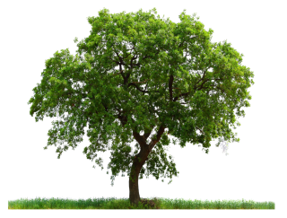 High Resolution Tree Png Icon PNG images
