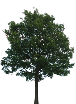 Hd Tree Png Transparent Background PNG images