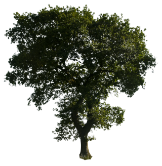 Clipart Tree Png Download PNG images