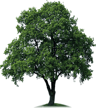 Download Free High-quality Tree Png Transparent Images PNG images