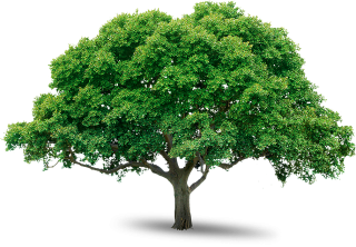 Tree Icon Download PNG images