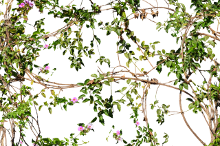 Flowering Jungle Vines Flowers Png PNG images