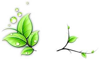 Flowers Vine Png PNG images