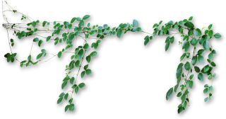 Vines Png PNG images
