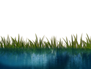 Water Lake With Grass Png PNG images