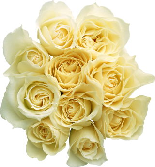 Garden Roses Cut Flowers Bouquet Yellow Rose Family PNG PNG images