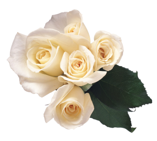 Rose Flower / White Download Flower Picture PNG images