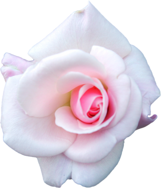 White Cabbage Rose, Garden Roses, Flower PNG images