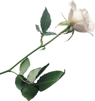 White Rose Background, Plant Stem Botany Flowering Plant PNG images