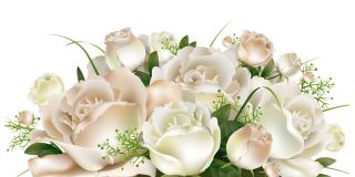 White Rose, Flower Rose, Flower Bouquet, Flower PNG images