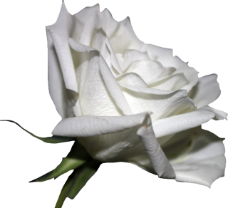 White Rose PNG Pic PNG images