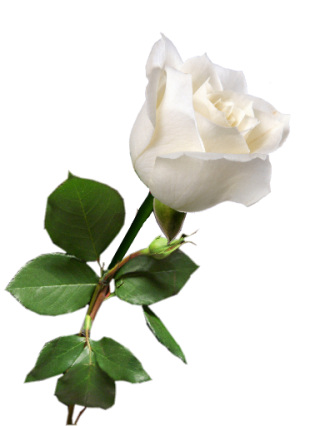 White Rose Transparent Flowering Plant White Petal PNG images