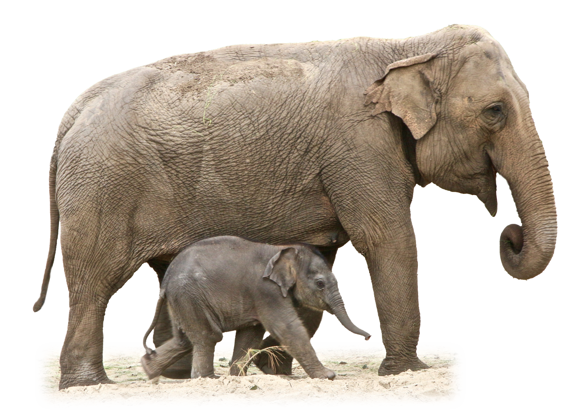 Animal Elephant and baby png #43224 - Free Icons and PNG Backgrounds