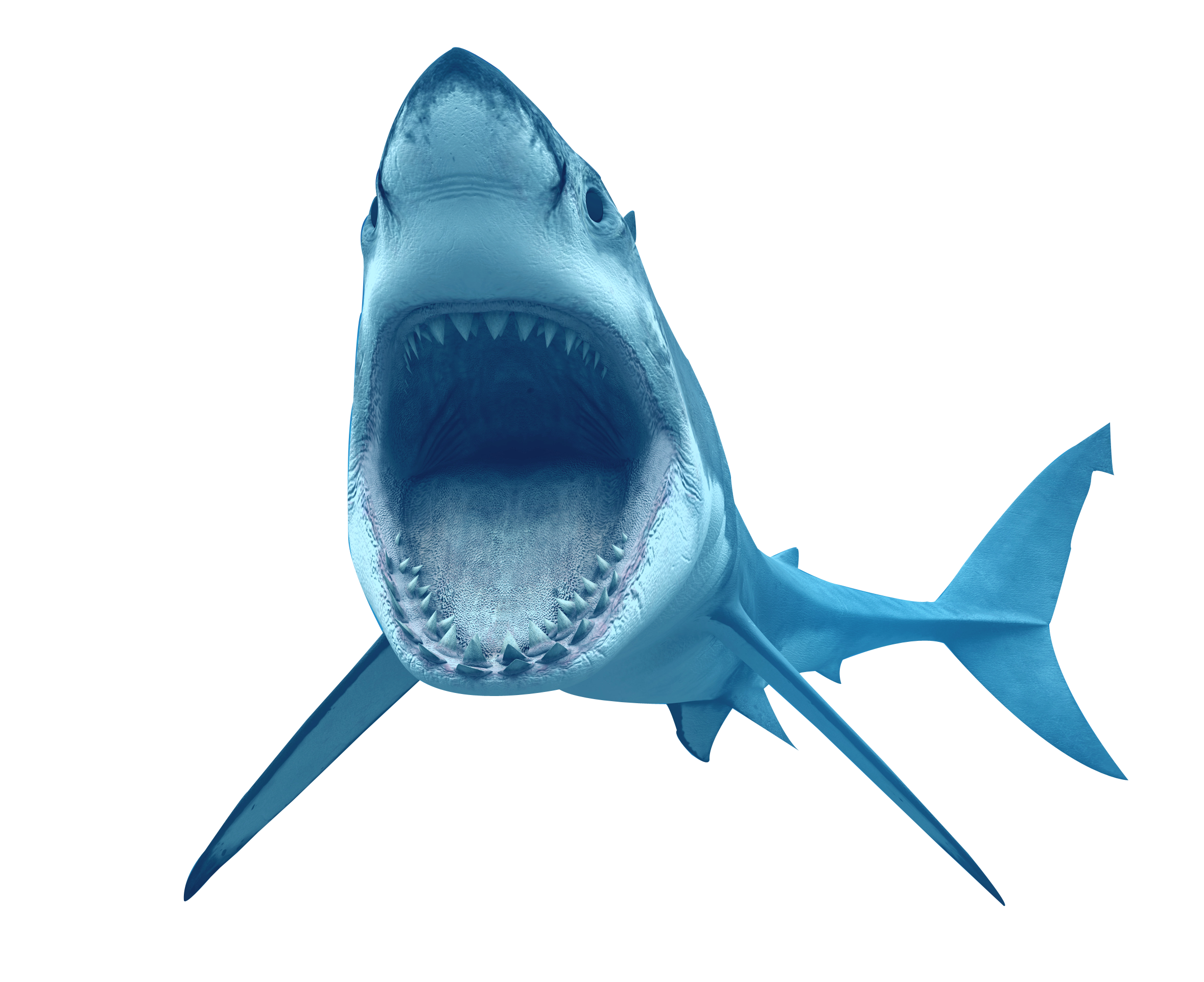 Shark Transparent PNG Pictures - Free Icons and PNG Backgrounds