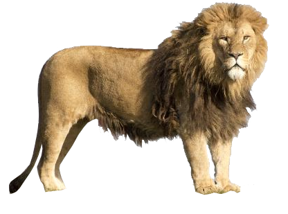 Lion Transparent PNG Pictures - Free Icons and PNG Backgrounds