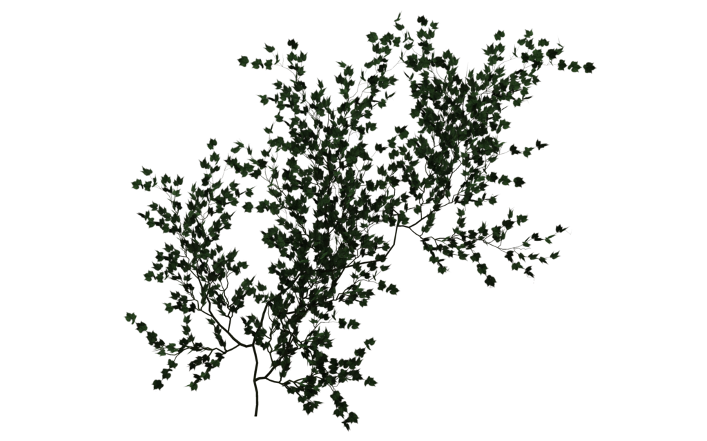 Vines Transparent PNG Pictures - Free Icons and PNG Backgrounds