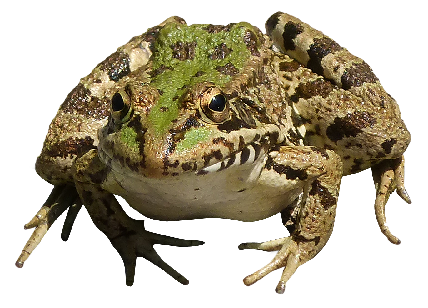 Frog Transparent PNG Pictures - Free Icons and PNG Backgrounds