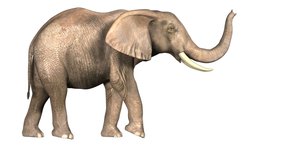 Elephant photo png #43244 - Free Icons and PNG Backgrounds