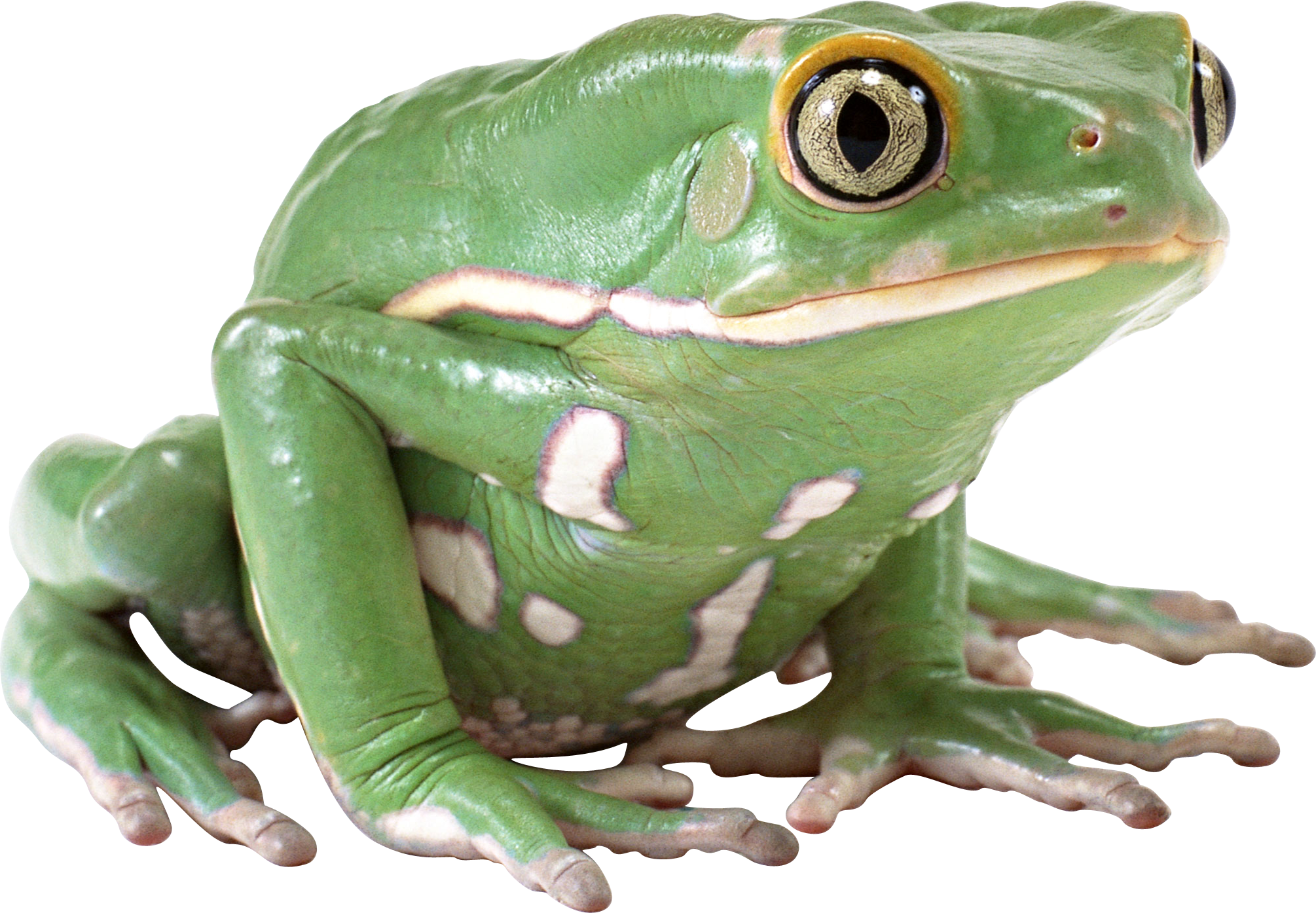 Frog PNG image free download image, frogs #43154 - Free Icons and PNG