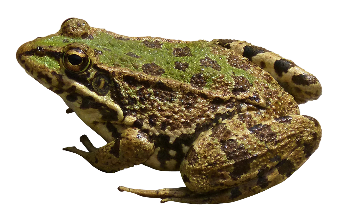 Frog Transparent PNG Pictures - Free Icons and PNG Backgrounds