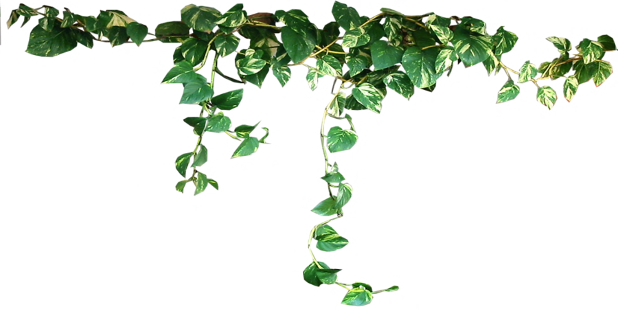 grape vine png